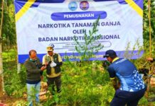 69 Ton Ganja Segar Dimusnahkan di Teupin Rusep Sawang 69 Ton Ganja Segar Dimusnahkan di Teupin Rusep Sawang