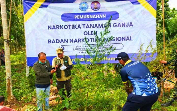 69 Ton Ganja Segar Dimusnahkan di Teupin Rusep Sawang