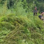 Bareskrim Polri Musnahkan 388 Ton Ganja di Gayo Lues Bareskrim Polri Musnahkan 388 Ton Ganja di Gayo Lues