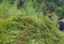 Bareskrim Polri Musnahkan 388 Ton Ganja di Gayo Lues Bareskrim Polri Musnahkan 388 Ton Ganja di Gayo Lues