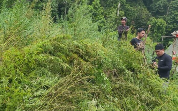 Ganja di Gayo Lues Bareskrim Polri Musnahkan 388 Ton Ganja di Gayo Lues