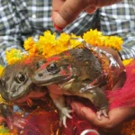 Hujan Tak Turun, Katak Dinikahkan, Banjir Datang, Katak Diceraikan katak dinikahkan