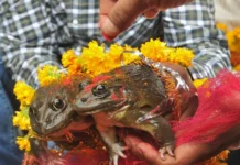 Hujan Tak Turun, Katak Dinikahkan, Banjir Datang, Katak Diceraikan katak dinikahkan
