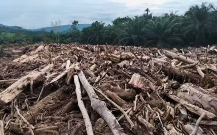 tumpukan kayu Ribuan Kayu Gelondongan Menumpuk di Hulu Sungai Peudada