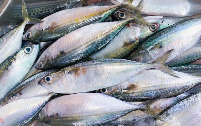 Cegah Inflasi, Menu MBG Telur Bakal Diganti Ikan saat Ramadan