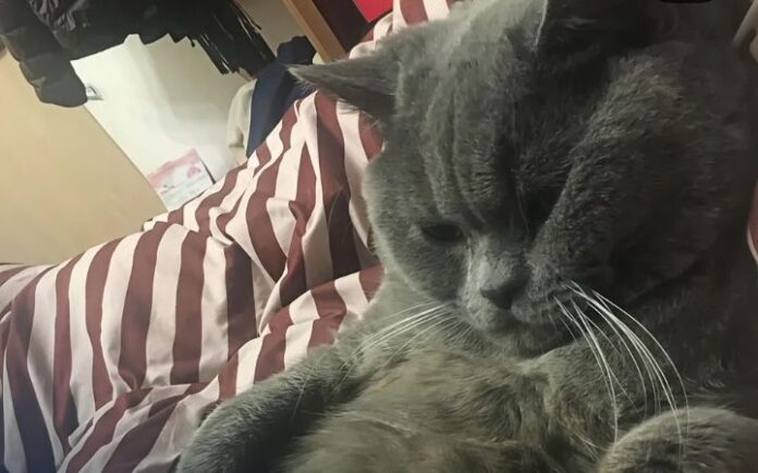 Tiduri 5 Ekor Betina, Xiaopi Harus Diinfus,Pemilik Ajukan Protes