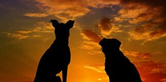Anjing Itu Bernama Bandit Anjing Itu Bernama Bandit