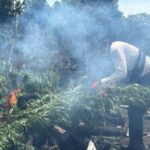 Polda Aceh Musnahkan 3 Hektare Ladang Ganja di Aceh Besar Polda Aceh Musnahkan 3 Hektare Ladang Ganja di Aceh Besar