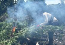 Polda Aceh Musnahkan 3 Hektare Ladang Ganja di Aceh Besar Polda Aceh Musnahkan 3 Hektare Ladang Ganja di Aceh Besar