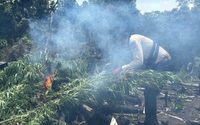 Polda Aceh Musnahkan 3 Hektare Ladang Ganja di Aceh Besar