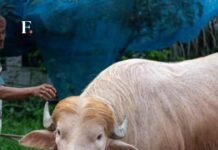Kerbau Albino Bernama Donald Trump Viral Jelang Iduladha 1447 H Kerbau albino Donald trump