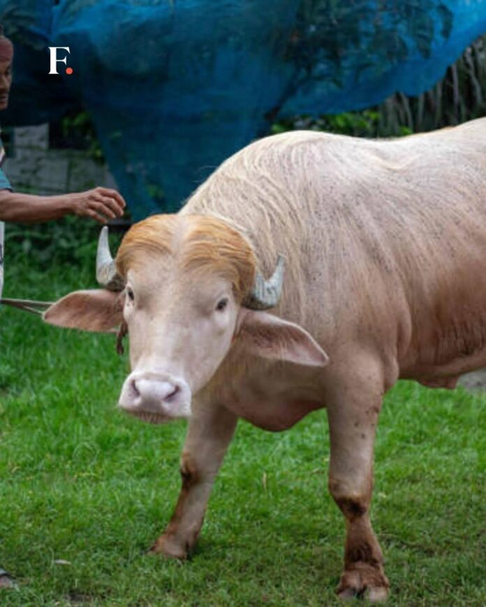 Kerbau albino Donald trump