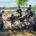 Sawang Kupula Uteunkot Sembelih 18 Hewan Kurban Sawang Kupula Uteunkot Sembelih 18 Hewan Qurban