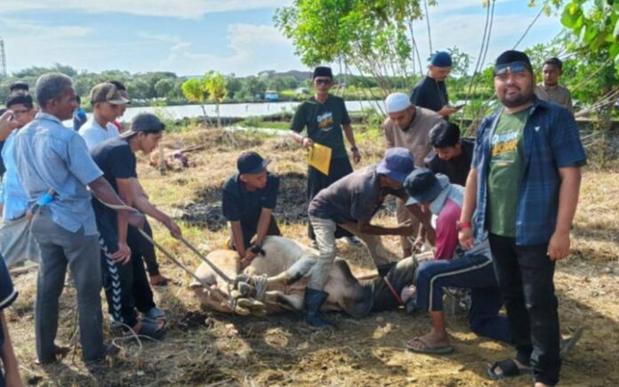 Uteunkot Sawang Kupula Uteunkot Sembelih 18 Hewan Qurban