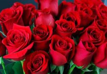 7 Ciri Ciri Perempuan Selamat dari Hanyutan Arus Deras Pelacuran ciri ciri perempuan