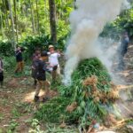 Bea Cukai dan Aparat Penegak Hukum Bongkar Ladang Ganja, Ribuan Batang Dimusnahkan di Aceh Utara Bea Cukai dan Aparat Penegak Hukum Bongkar Ladang Ganja, Ribuan Batang Dimusnahkan di Aceh Utara. Komparatif.ID, Sawang– Pengungkapan transaksi ganja seberat 2 kilogram membawa tim gabungan Bea Cukai Aceh dan aparat penegak hukum lainnya pada temuan yang lebih besar. Dari hasil pengembangan kasus, petugas berhasil membongkar keberadaan ladang ganja di Desa Teupin Rusep, Kecamatan Sawang, Kabupaten Aceh Utara, dan memusnahkan sekitar 3.000 batang tanaman ganja, Kamis (18/6/2026). Tim gabungan yang terdiri dari Kanwil Direktorat Jenderal Bea dan Cukai (DJBC) Aceh, KPPBC TMP C Lhokseumawe, Polres Lhokseumawe, Kodim 0103/Aceh Utara, dan BNNK Lhokseumawe berhasil mengungkap keberadaan ladang ganja seluas sekitar 2 hektare di Desa Teupin Rusep tersebut. Pengungkapan tersebut merupakan hasil pengembangan dari kasus peredaran narkotika yang sebelumnya berhasil diungkap oleh Polres Lhokseumawe. Dalam kasus tersebut, aparat mengamankan dua orang tersangka berinisial I dan MH yang diduga tengah melakukan transaksi ganja kering seberat 2 kilogram dengan harga Rp800 ribu per kilogram. Dari hasil penyelidikan lanjutan, tim gabungan memperoleh informasi mengenai keberadaan ladang ganja di wilayah Desa Teupin Rusep. Setelah dilakukan penelusuran, petugas menemukan tanaman ganja yang tersebar di tiga titik berbeda. Total luas area yang digunakan diperkirakan mencapai sekitar 2 hektare dengan jumlah tanaman sekitar 3.000 batang.