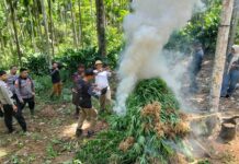 Bea Cukai dan Aparat Penegak Hukum Bongkar Ladang Ganja, Ribuan Batang Dimusnahkan di Aceh Utara Bea Cukai dan Aparat Penegak Hukum Bongkar Ladang Ganja, Ribuan Batang Dimusnahkan di Aceh Utara. Komparatif.ID, Sawang– Pengungkapan transaksi ganja seberat 2 kilogram membawa tim gabungan Bea Cukai Aceh dan aparat penegak hukum lainnya pada temuan yang lebih besar. Dari hasil pengembangan kasus, petugas berhasil membongkar keberadaan ladang ganja di Desa Teupin Rusep, Kecamatan Sawang, Kabupaten Aceh Utara, dan memusnahkan sekitar 3.000 batang tanaman ganja, Kamis (18/6/2026). Tim gabungan yang terdiri dari Kanwil Direktorat Jenderal Bea dan Cukai (DJBC) Aceh, KPPBC TMP C Lhokseumawe, Polres Lhokseumawe, Kodim 0103/Aceh Utara, dan BNNK Lhokseumawe berhasil mengungkap keberadaan ladang ganja seluas sekitar 2 hektare di Desa Teupin Rusep tersebut. Pengungkapan tersebut merupakan hasil pengembangan dari kasus peredaran narkotika yang sebelumnya berhasil diungkap oleh Polres Lhokseumawe. Dalam kasus tersebut, aparat mengamankan dua orang tersangka berinisial I dan MH yang diduga tengah melakukan transaksi ganja kering seberat 2 kilogram dengan harga Rp800 ribu per kilogram. Dari hasil penyelidikan lanjutan, tim gabungan memperoleh informasi mengenai keberadaan ladang ganja di wilayah Desa Teupin Rusep. Setelah dilakukan penelusuran, petugas menemukan tanaman ganja yang tersebar di tiga titik berbeda. Total luas area yang digunakan diperkirakan mencapai sekitar 2 hektare dengan jumlah tanaman sekitar 3.000 batang.