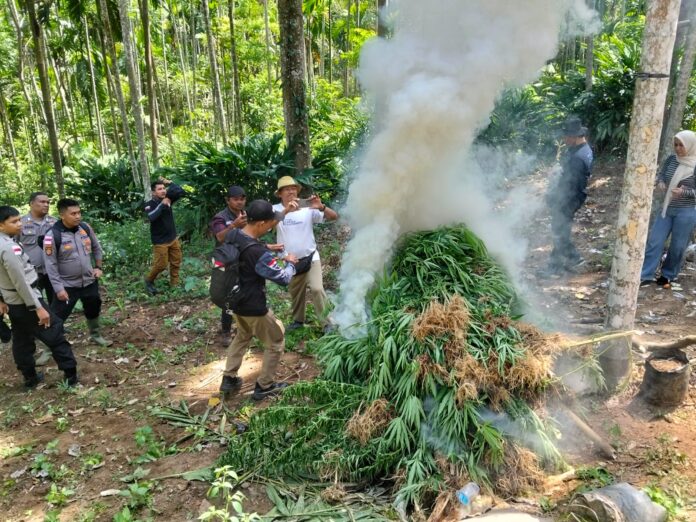 Bea Cukai dan Aparat Penegak Hukum Bongkar Ladang Ganja, Ribuan Batang Dimusnahkan di Aceh Utara. Komparatif.ID, Sawang– Pengungkapan transaksi ganja seberat 2 kilogram membawa tim gabungan Bea Cukai Aceh dan aparat penegak hukum lainnya pada temuan yang lebih besar. Dari hasil pengembangan kasus, petugas berhasil membongkar keberadaan ladang ganja di Desa Teupin Rusep, Kecamatan Sawang, Kabupaten Aceh Utara, dan memusnahkan sekitar 3.000 batang tanaman ganja, Kamis (18/6/2026). Tim gabungan yang terdiri dari Kanwil Direktorat Jenderal Bea dan Cukai (DJBC) Aceh, KPPBC TMP C Lhokseumawe, Polres Lhokseumawe, Kodim 0103/Aceh Utara, dan BNNK Lhokseumawe berhasil mengungkap keberadaan ladang ganja seluas sekitar 2 hektare di Desa Teupin Rusep tersebut. Pengungkapan tersebut merupakan hasil pengembangan dari kasus peredaran narkotika yang sebelumnya berhasil diungkap oleh Polres Lhokseumawe. Dalam kasus tersebut, aparat mengamankan dua orang tersangka berinisial I dan MH yang diduga tengah melakukan transaksi ganja kering seberat 2 kilogram dengan harga Rp800 ribu per kilogram. Dari hasil penyelidikan lanjutan, tim gabungan memperoleh informasi mengenai keberadaan ladang ganja di wilayah Desa Teupin Rusep. Setelah dilakukan penelusuran, petugas menemukan tanaman ganja yang tersebar di tiga titik berbeda. Total luas area yang digunakan diperkirakan mencapai sekitar 2 hektare dengan jumlah tanaman sekitar 3.000 batang.