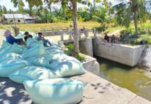 Dukung Program Mentan, Petani Peudada Berharap Bisa Panen Hingga 3 Kali Setahun Dukung Program Mentan, Petani Peudada Berharap Bisa Panen Hingga 3 Kali Setahun