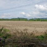 Keuchik Pulo Ara Minta Sedimentasi Waduk Paya Laot Dibersihkan Keuchik Pulo Ara Minta Sedimentasi Waduk Paya Laot Dibersihkan