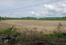 Keuchik Pulo Ara Minta Sedimentasi Waduk Paya Laot Dibersihkan Keuchik Pulo Ara Minta Sedimentasi Waduk Paya Laot Dibersihkan
