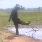 Ular Sapi dan Petani Berkelahi Karena Salah Paham ular sapi