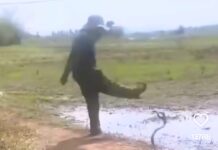 Ular Sapi dan Petani Berkelahi Karena Salah Paham ular sapi