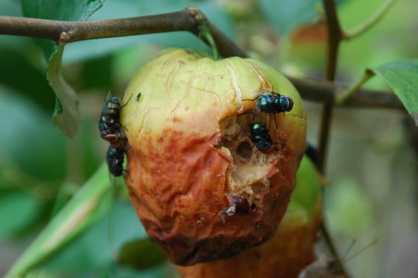 lalat buah
