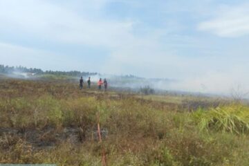 3 Hektare Sawah di Peudada Terbakar, Jalan Medan-Banda Aceh Sempat Tertutup Asap