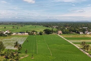 Aceh Tamiang Targetkan Seluruh Sawah Terdampak Siap Tanam November 2026