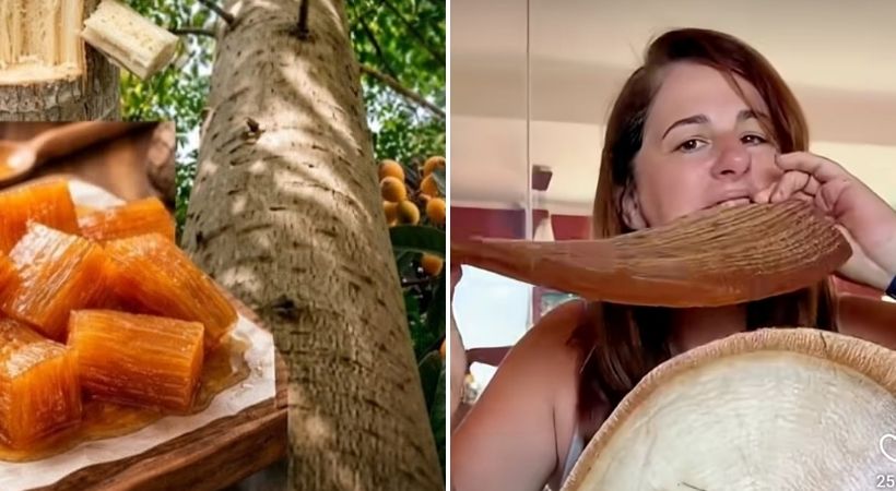 Yacaratiá, Kayu yang Jadi Kuliner Favorit di Argentina