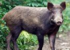 5 Fakta Unik tentang Babi Hutan
