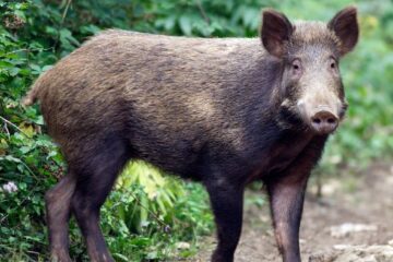 5 Fakta Unik tentang Babi Hutan