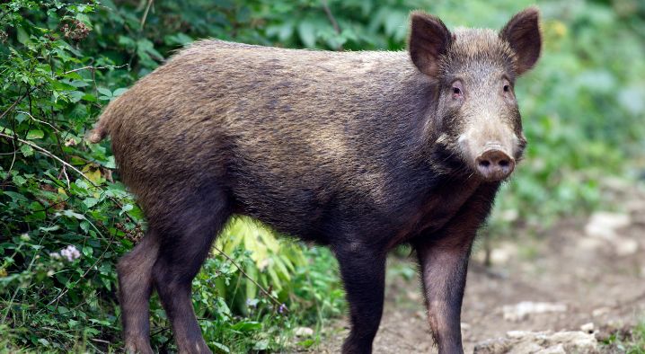 5 Fakta Unik tentang Babi Hutan