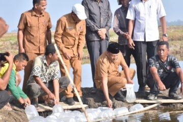 60 Hektare Tambak Terdampak di Bireuen Kembali Digarap