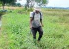35 Hektare Sawah Terdampak di Cot Uno Kembali Digarap