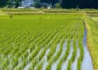 Jadwal Musim Tanam di Bireuen Tunggu Jawaban BWS Pemulihan 40.852 Hektare Sawah Aceh Ditargetkan Tuntas 2026