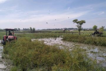 1.696 Hektare Sawah Terdampak di Bireuen Kembali Ditanami Padi