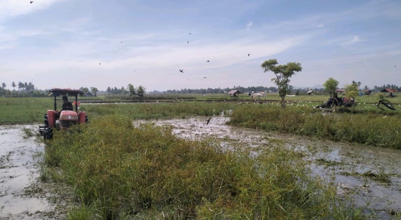 1.696 Hektare Sawah Terdampak di Bireuen Kembali Ditanami Padi