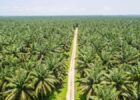 El Niño Ancam Produksi Sawit Indonesia & Malaysia
