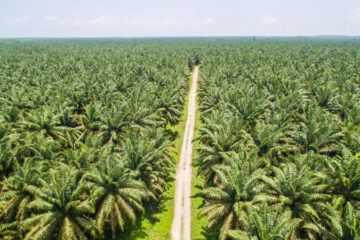 El Niño Ancam Produksi Sawit Indonesia & Malaysia