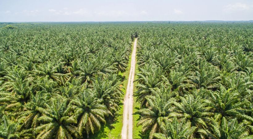 El Niño Ancam Produksi Sawit Indonesia & Malaysia