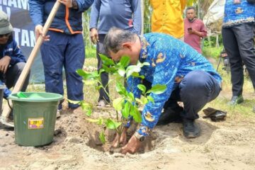 Pemkab Bireuen dan MDMC Tanam 700 Jeruk Bali di Pante Lhong
