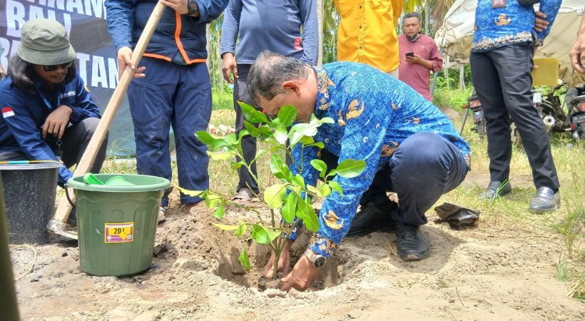 Pemkab Bireuen dan MDMC Tanam 700 Jeruk Bali di Pante Lhong