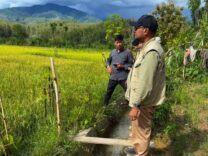 Sawah di Gayo Lues Mulai Pulih, 13 Hektare Ditargetkan Panen 2 Pekan Lagi