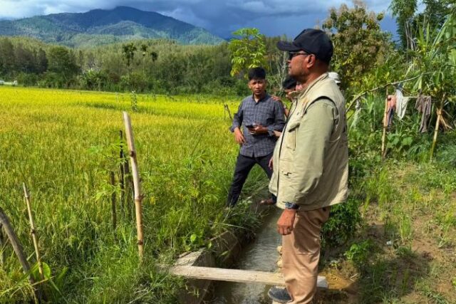 Sawah di Gayo Lues Mulai Pulih, 13 Hektare Ditargetkan Panen 2 Pekan Lagi