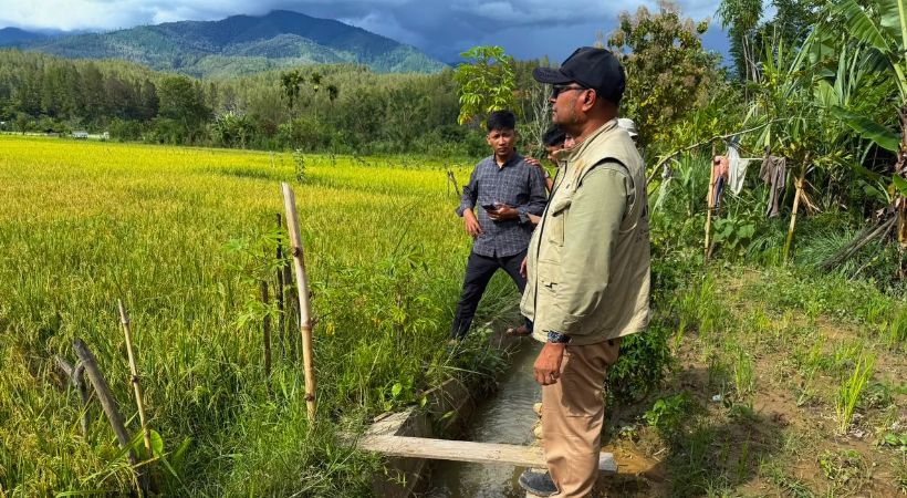 Sawah di Gayo Lues Mulai Pulih, 13 Hektare Ditargetkan Panen 2 Pekan Lagi