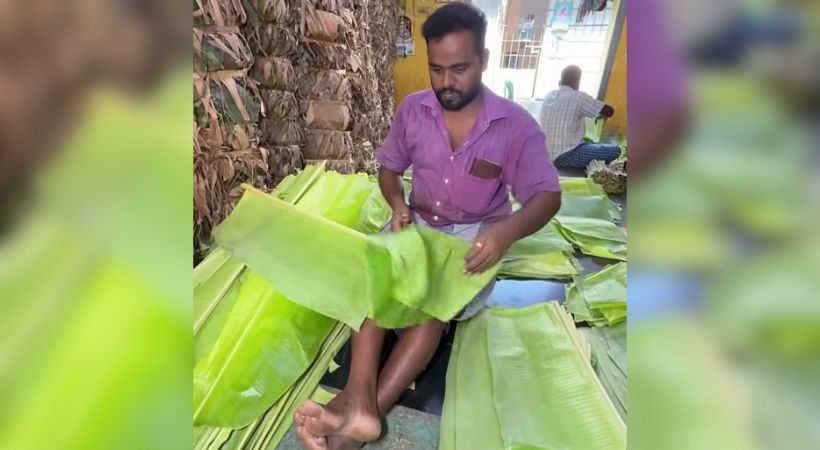 Daun Pisang Muda Jadi Komoditas Ekspor India