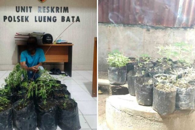 Diam-Diam Tanam Ganja di Pekarangan Rumah, Pria di Banda Aceh Diciduk Polisi