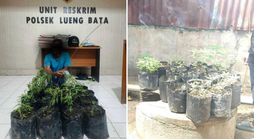 Diam-Diam Tanam Ganja di Pekarangan Rumah, Pria di Banda Aceh Diciduk Polisi